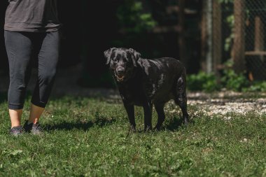 Çimenli tarlada siyah labrador açık havada beyaz kadın yetişkinin yanında..