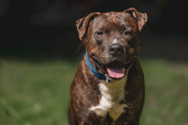 Güneşli alanda Brindle pit bull terrier: neşeli ve mutlu köpek.