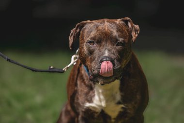 Burnu yalayan pitbulları tasmayla dışarı getir..