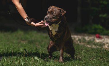 Brindle pit bull terrier açık havada sahibinin elini sıkıyor..
