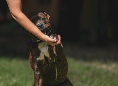 Kahverengi köpek çimlerin üzerinde insanlarla el sıkışıyor..
