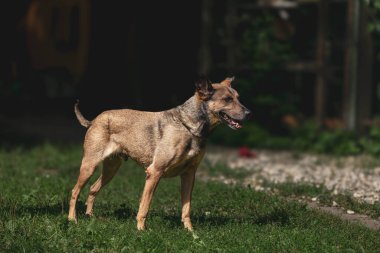 Belçikalı Malinois köpeğini uyarın. Güneşli bahçede çimlerin üzerinde duruyor..