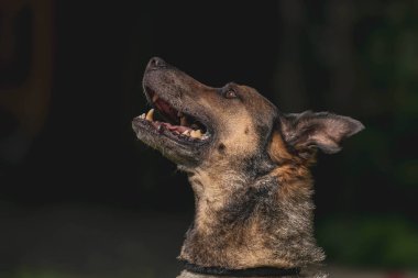 Alman çoban köpeği karanlık arka plana bakıyor..