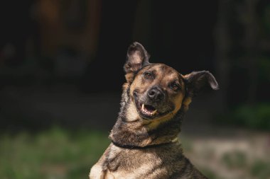 Neşeli Alman çoban köpeği. Güneşli bahçede gülümsüyor..