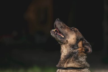 Alman çoban köpeği gölgeli arka planda yukarı bakıyor.