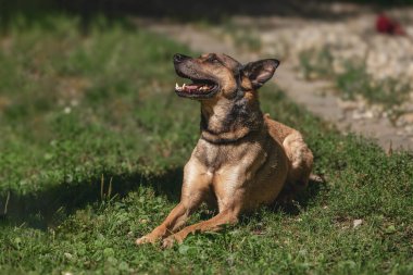 Alman çoban köpeği güneş ışığında çimlerin üzerinde yatıyor..