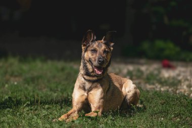 Mutlu kahverengi köpek gün ışığında çimenlerde dinleniyor..