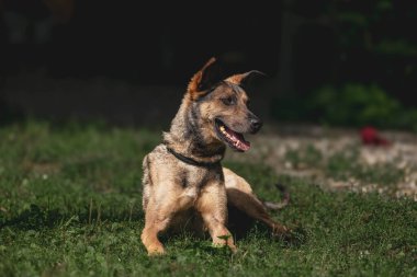 Güneşli kürklü ve neşeli ifadeli çimenli alanda uyanık genç bir köpek.