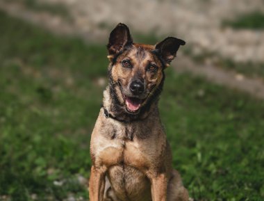 Alman çoban köpeğini uyarın. Kulakları dikleşmiş, koyu renk paltolu..