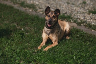 Mutlu Alman çoban köpeği dışarıda çimenlerde dinleniyor..