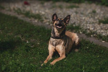 Mutlu Alman çoban köpeği güneşli bahçede çimenlerde dinleniyor..