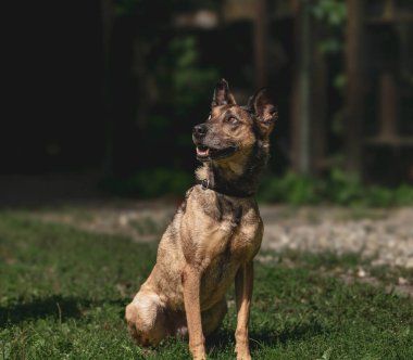 Uyanık köpek güneşli bahçede çimlerde oturuyor..