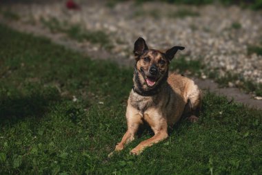 Mutlu köpek güneşli parkta çimlerde dinleniyor..