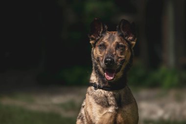 Güneşli bahçede sivri kulaklı mutlu kahverengi köpek.