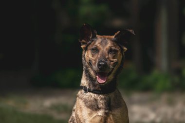 Güneşli açık hava sahnesinde tasmalı mutlu kahverengi köpek.