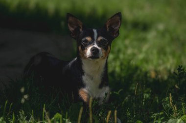 Chihuahua güneşli çimenlerde dinleniyor..
