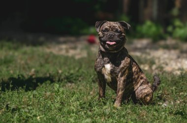 Güneşli bahçede çimlerin üzerinde oturan buldoğu getir..