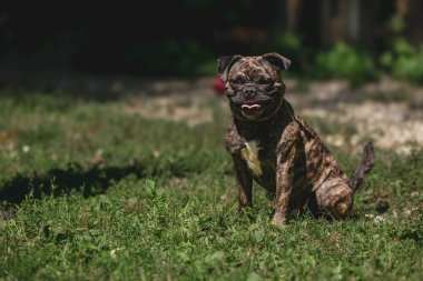 Güneşli bahçede çimlerin üzerinde oturan küçük bir köpek..