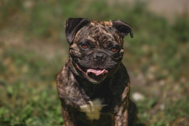 Çimenlerde gevşeyen dili olan buldog getir..