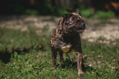 Buldog 'u getir, güneşli çayırlarda gezinsin..