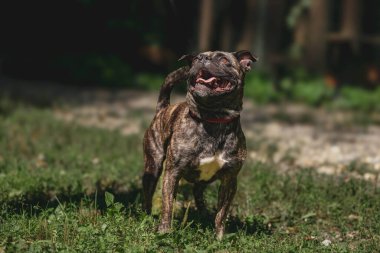 Köpekleri mutlu bir şekilde güneşli bir bahçede oynuyorlar..