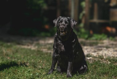 Güneşli bahçede mutlu siyah labrador.