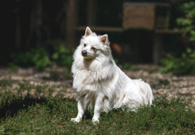Tüylü beyaz köpek güneşli bahçede oturuyor..