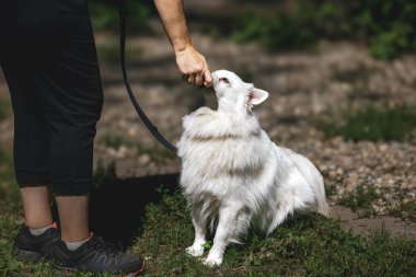 Beyaz köpek çimenlerde oturuyor ve açık havada yetişkin beyaz bir insandan muamele görüyor..
