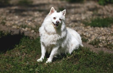Tüylü beyaz köpek güneşli bahçede çimenlerde oturuyor..