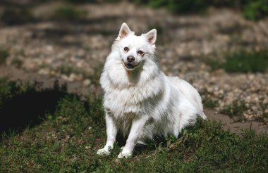 Pofuduk beyaz köpek güneşli bir parkta çimlerin üzerinde oturuyor..