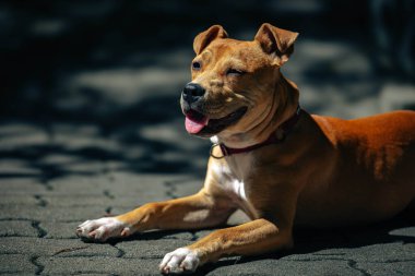 Mutlu kahverengi köpek dışarıda güneş ışığında dinleniyor.