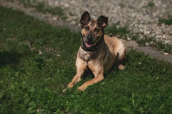 Mutlu Alman çoban köpeği dışarıda çimenlerde dinleniyor..