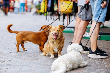 Villach, Avusturya - 05 Eylül 2025: Sahipleri sosyalleşirken ve hayat dolu ortamın tadını çıkarırken üç köpek açık hava pazarında dinleniyor