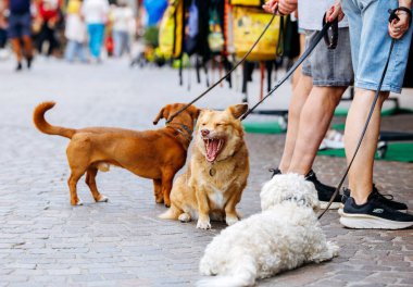 Villach, Avusturya - Eylül 05, 2025: Kalabalık bir sokakta, insanlar ve canlı sırt çantalarıyla, neşeli bir şehir manzarası yakalayan üç köpek dinleniyor
