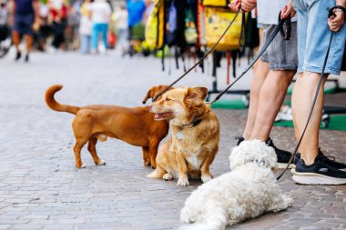 Villach, Avusturya - Eylül 05, 2025: Aralarında golden retriever, kahverengi bir köpek ve beyaz tüylü bir köpeğin de bulunduğu üç köpek canlı bir açık hava pazarındalar.