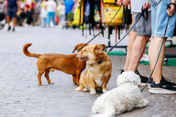 Villach, Avusturya - Eylül 05, 2025: Aralarında golden retriever, kahverengi bir köpek ve beyaz tüylü bir köpeğin de bulunduğu üç köpek canlı bir açık hava pazarındalar.