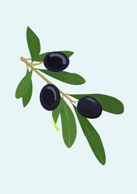 Üç böğürtlenli zeytin dalı. Lezzetli yemekler. Menü veya kartpostal dekorasyonu için vektör illüstrasyonu