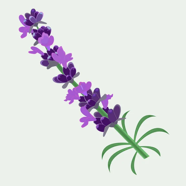 Branch of lavender with purple flowers on a white background. Vector illustration to decorate postcards, pages in social networks, advertising.