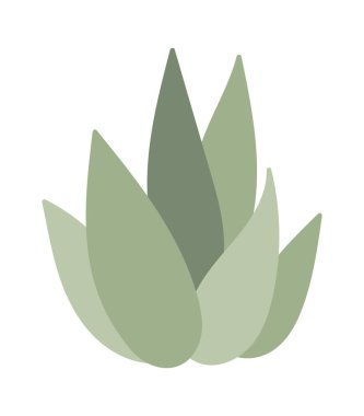 Aloe vera Evergreen bitki düz ev bitkisi. Vektör illüstrasyonu