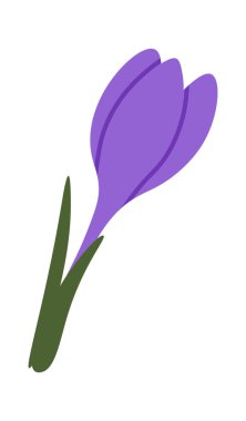 Parlak mor crocus bahar çiçekli düz ikon. Vektör illüstrasyonu
