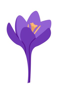 Parlak mor crocus bahar çiçekli düz ikon. Vektör illüstrasyonu