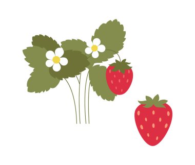 Tatlı çilek çalıları düz ikon tarım ve bahçıvanlık. Vektör illüstrasyonu