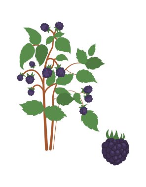 Tatlı böğürtlen çalıları düz ikon tarım ve bahçıvanlık. Vektör illüstrasyonu