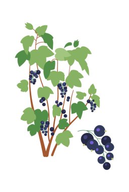 Tatlı böğürtlen çalıları düz ikon tarım ve bahçıvanlık. Vektör illüstrasyonu