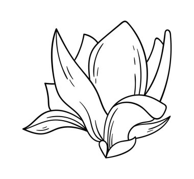 Magnolia flower line art Contemporary floral design. Vector illustration