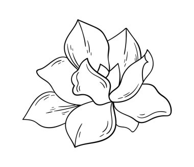 Blooming magnolia flower line art Contemporary floral design. Vector illustration