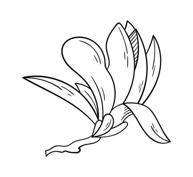 Blooming magnolia flower line art Contemporary floral design. Vector illustration