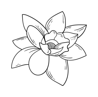 Blooming magnolia flower line art Contemporary floral design. Vector illustration