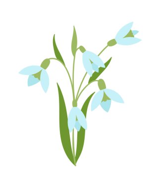 Snowdrop flowers flat icon Bloom stem and leaves. Vector illustration