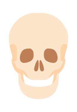 Skull flat icon Human anatomy Skeleton. Vector illustration